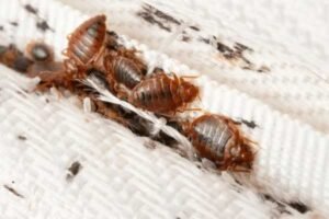 bed bugs exterminators clarksville tn