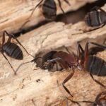 ant control services in clarksville tn