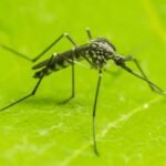 mosquito control clarksville