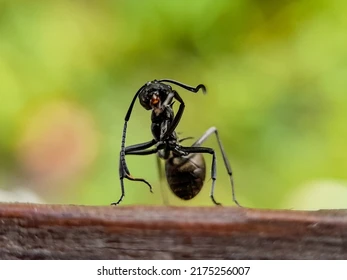 ant control services in clarksville tn