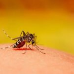 mosquito control clarksville tn