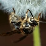 wasp control clarksville