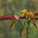 wasp control clarksville